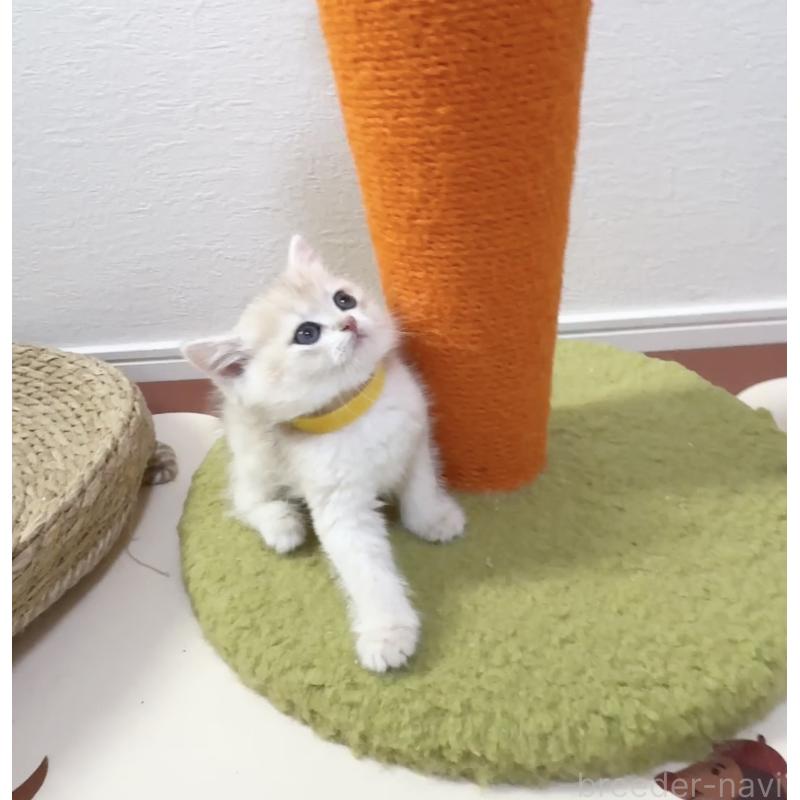 包瑞雨ブリーダーの詳細