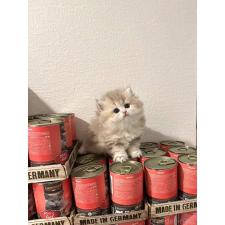 包瑞雨ブリーダー