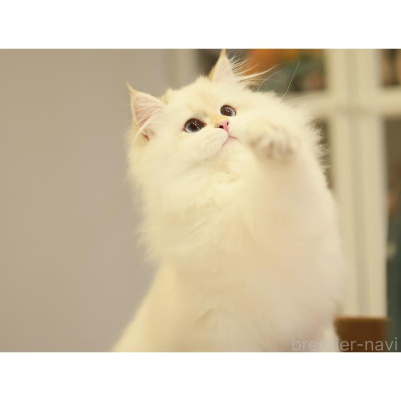 CHENCHUMINブリーダーの詳細