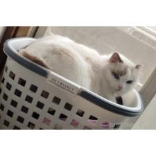 越村美沙ブリーダー