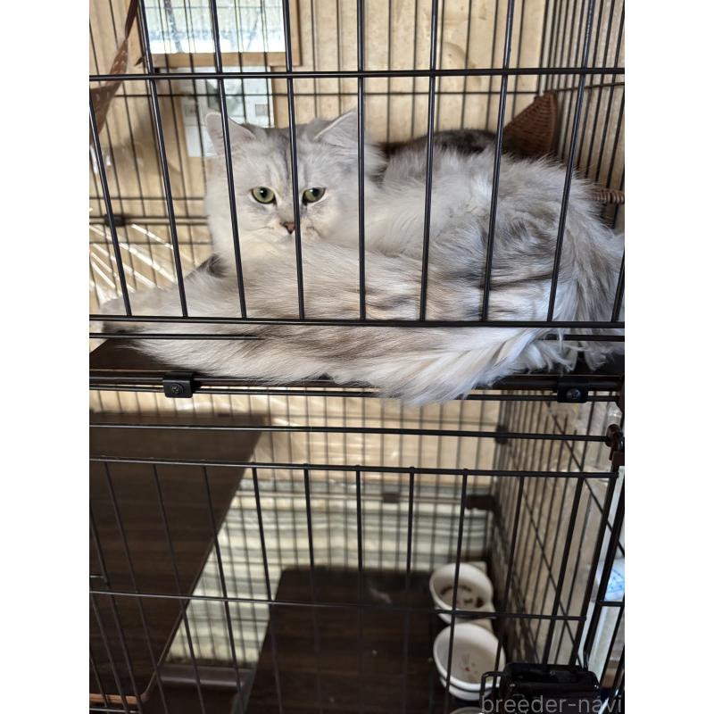 酒井千枝ブリーダーの詳細