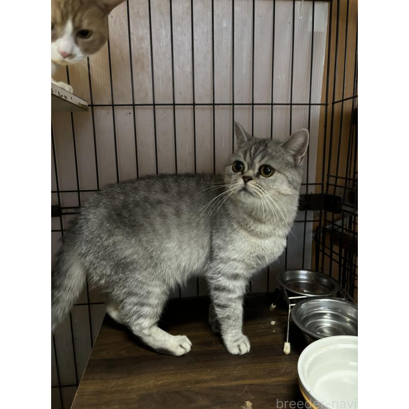 酒井千枝ブリーダーの詳細