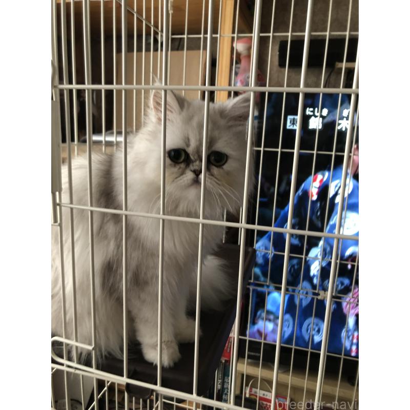 酒井千枝ブリーダーの詳細