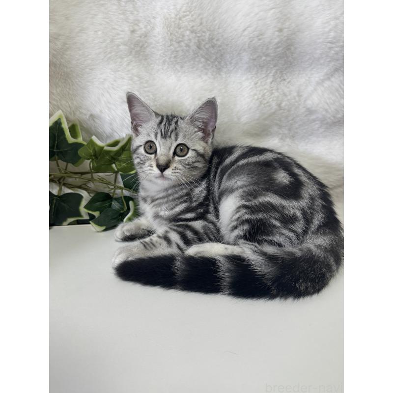 小澤昌伸ブリーダーの詳細