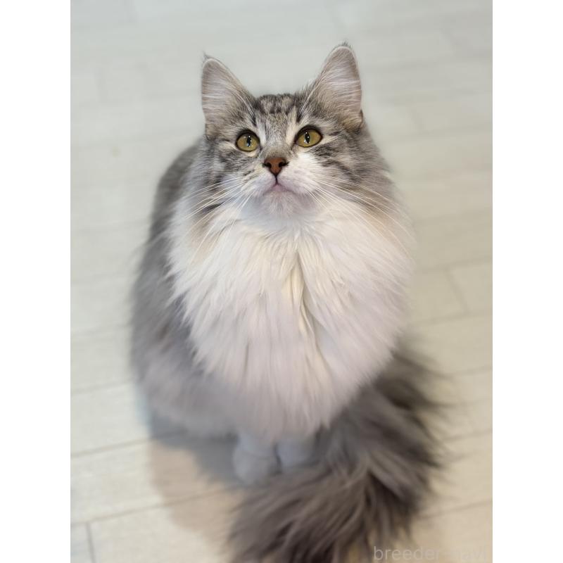 小澤昌伸ブリーダーの詳細