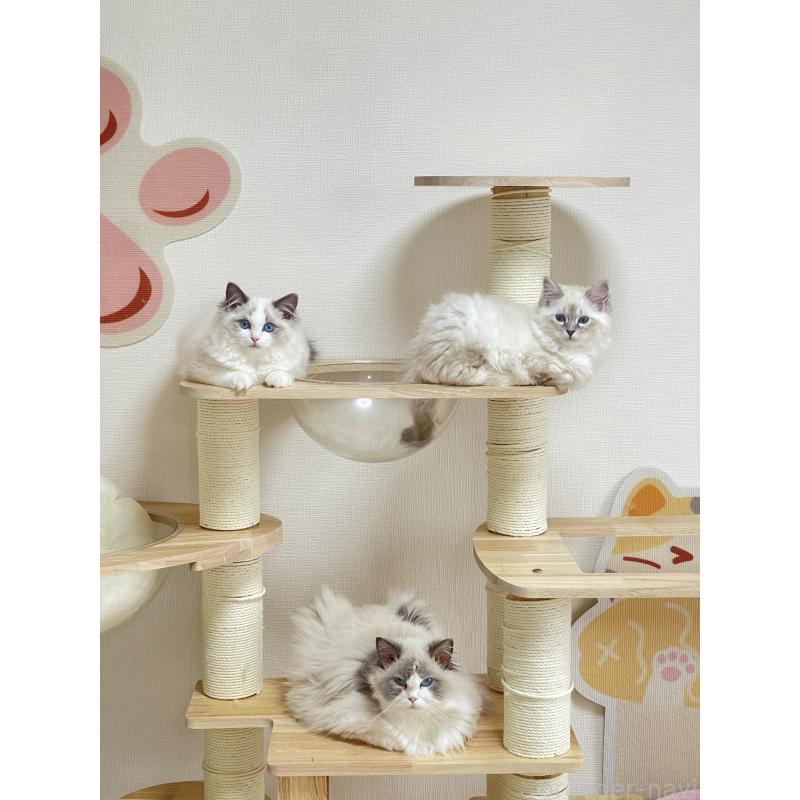 鄭雨杰ブリーダーの詳細