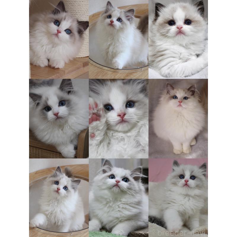 鄭雨杰ブリーダーの詳細の1枚目