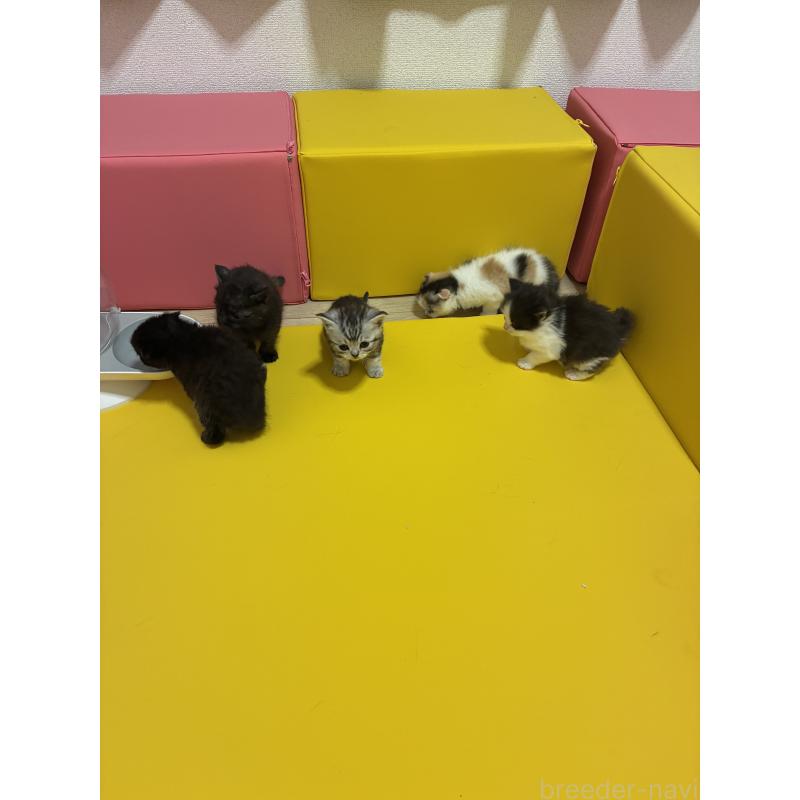 隅坂成義ブリーダーの詳細の1枚目