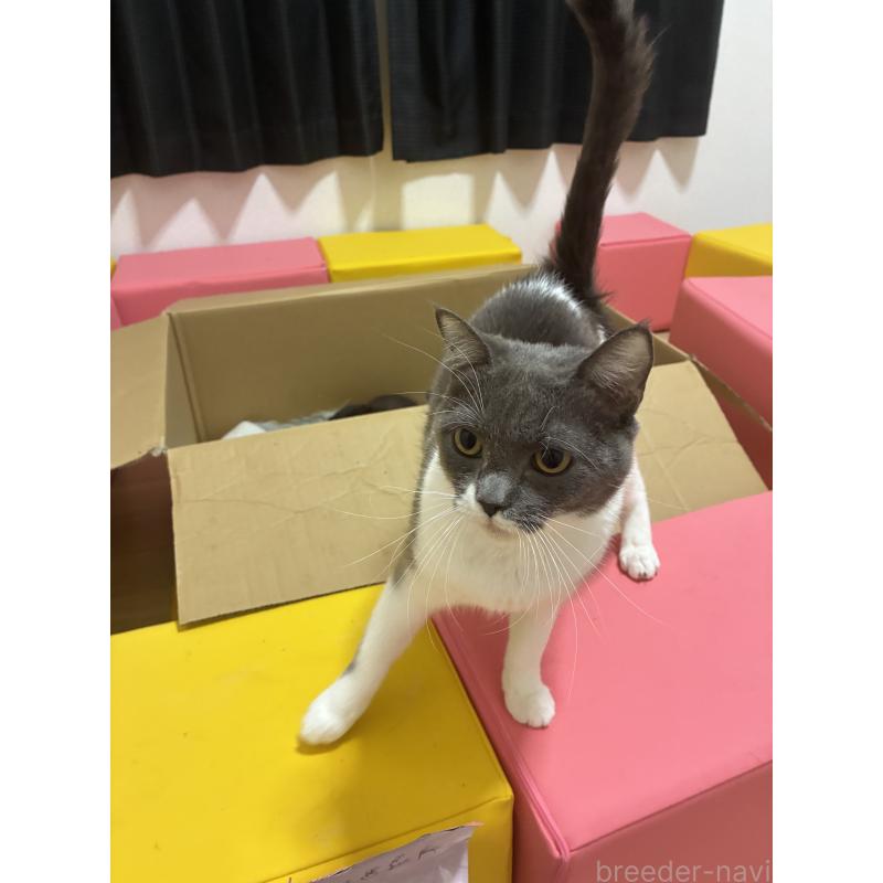 隅坂成義ブリーダーの詳細