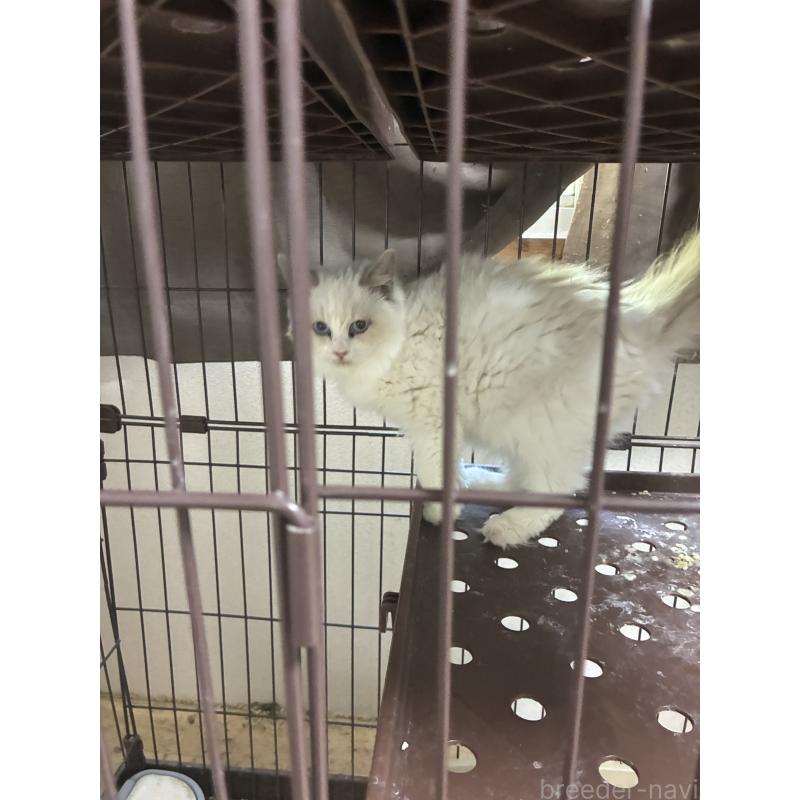 隅坂成義ブリーダーの詳細