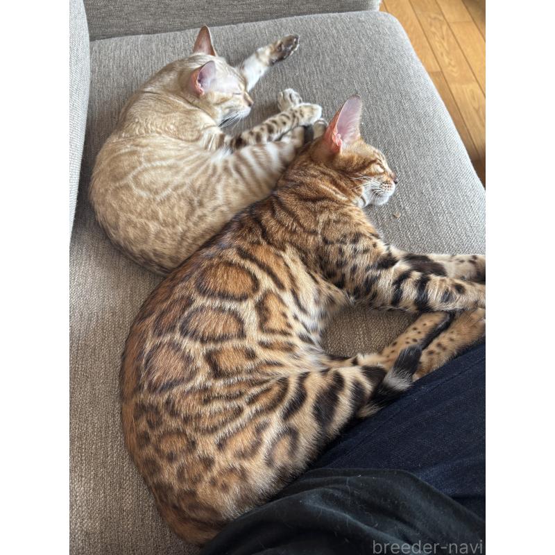 馬場麻衣子ブリーダーの詳細