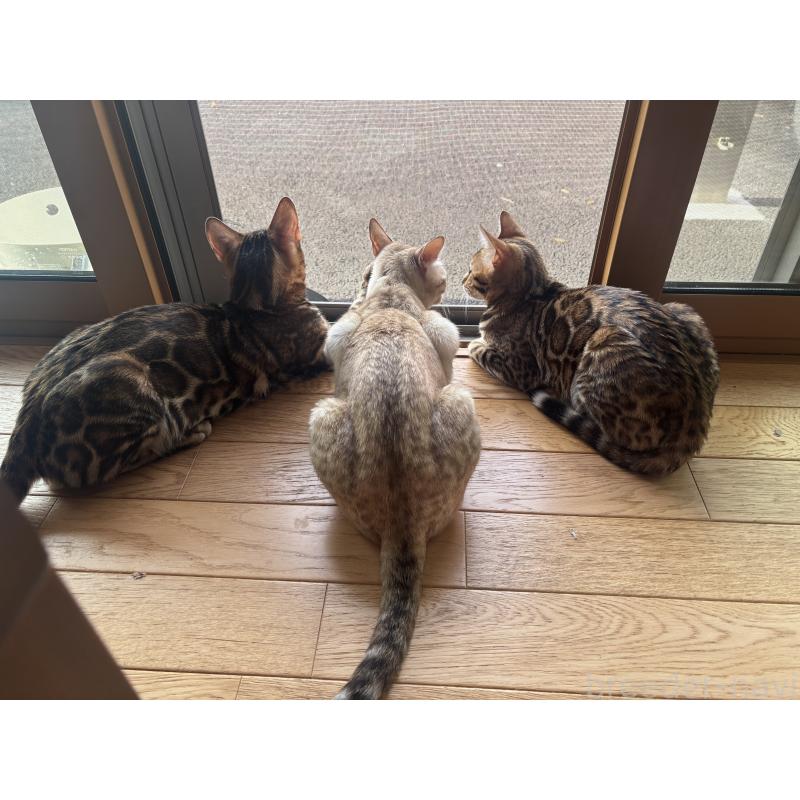 馬場麻衣子ブリーダーの詳細