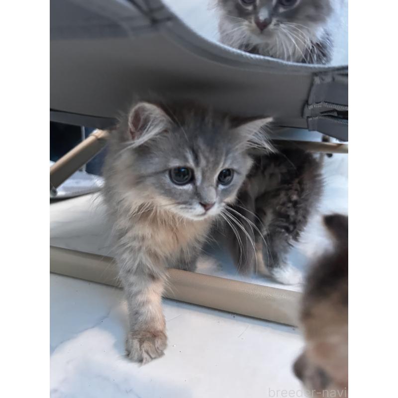 吉永亜津佐ブリーダーの詳細