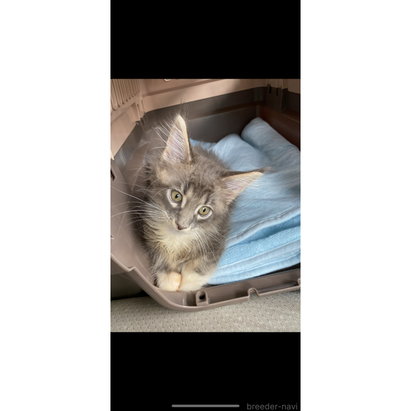 吉永亜津佐ブリーダーの詳細