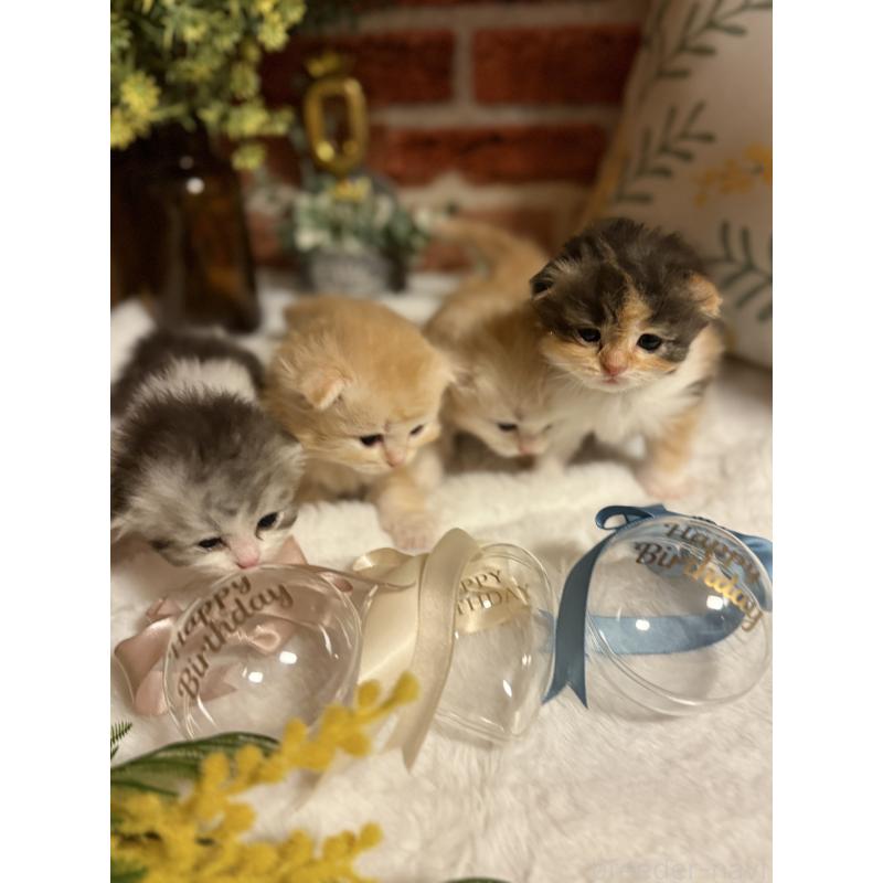 太田垣真佐美ブリーダーの詳細の1枚目