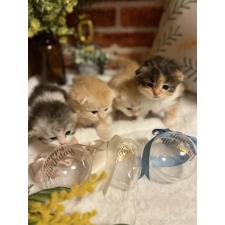 太田垣真佐美ブリーダー