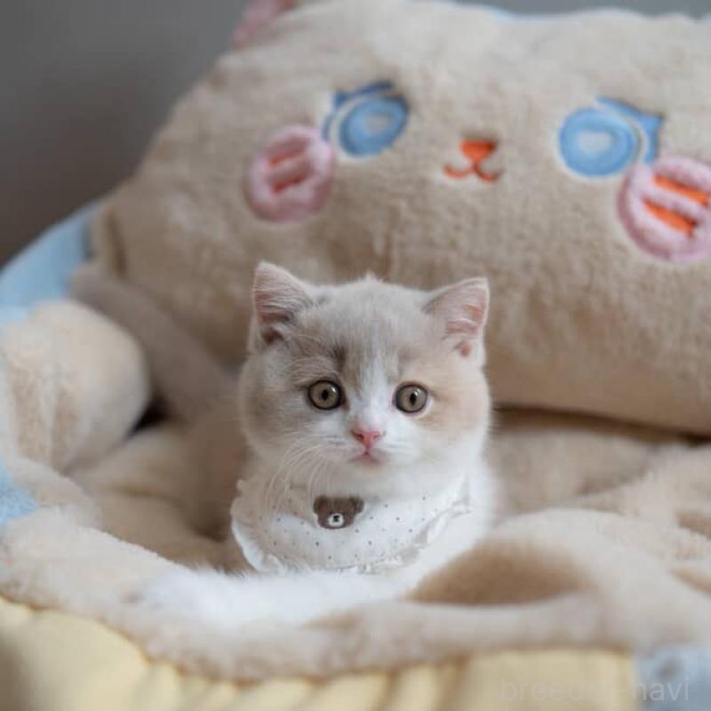 成澤美咲ブリーダーの詳細