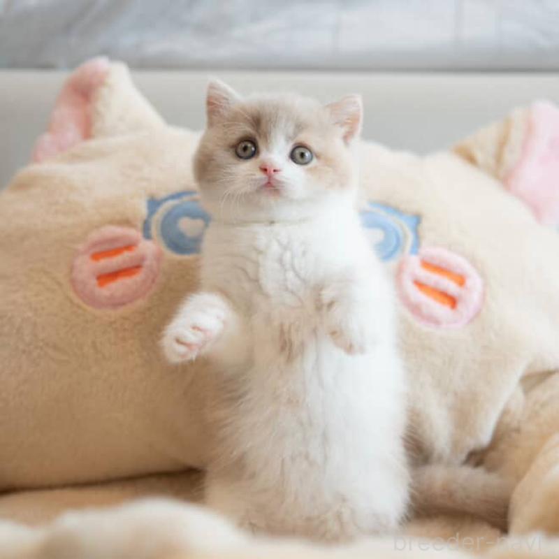 成澤美咲ブリーダーの詳細