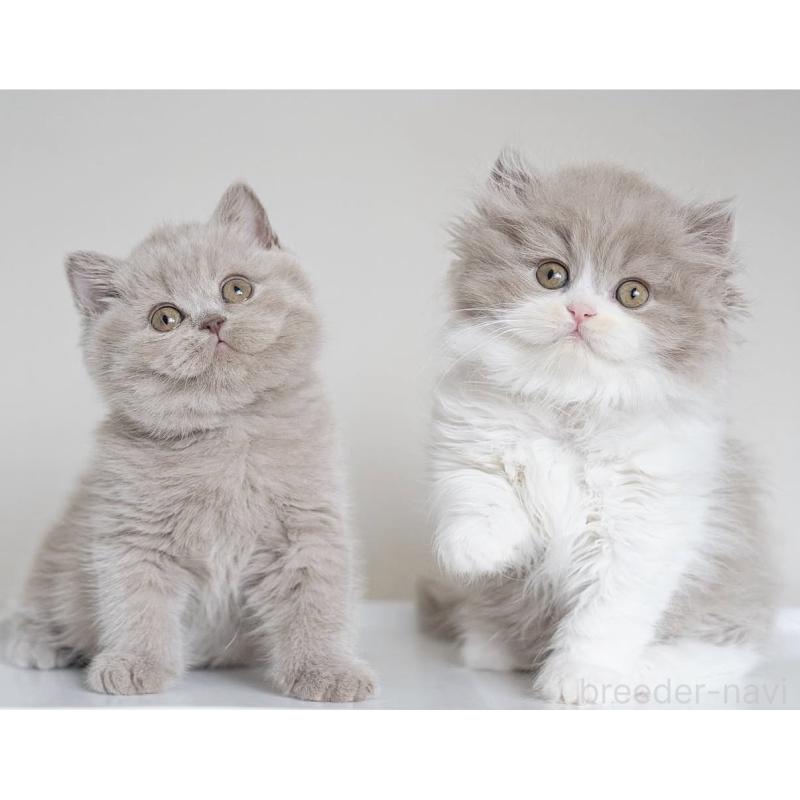 成澤美咲ブリーダーの詳細の1枚目