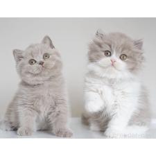 成澤美咲ブリーダー