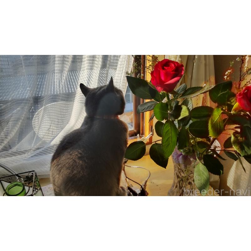 細井芳恵ブリーダーの詳細