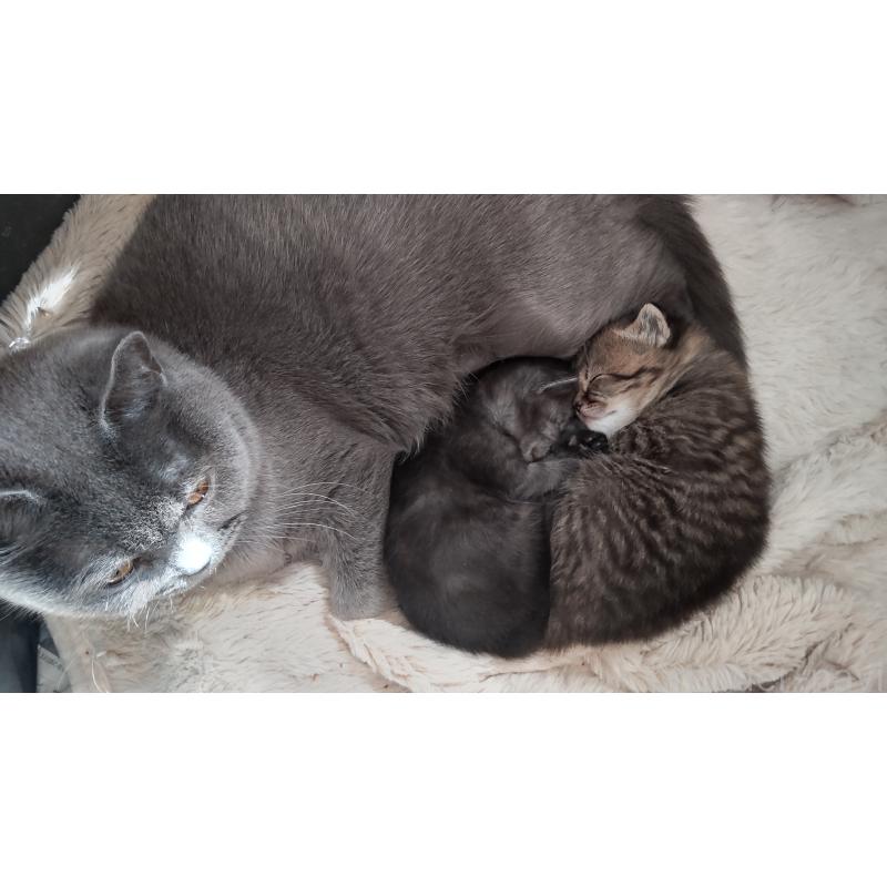 細井芳恵ブリーダーの詳細