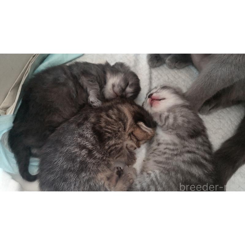 細井芳恵ブリーダーの詳細