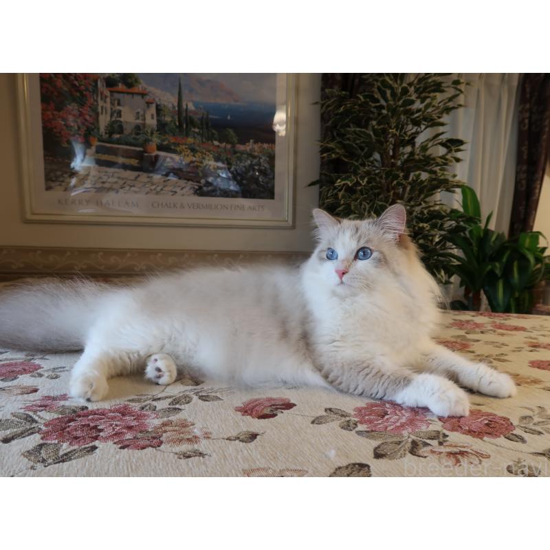 田村邦子ブリーダーの詳細