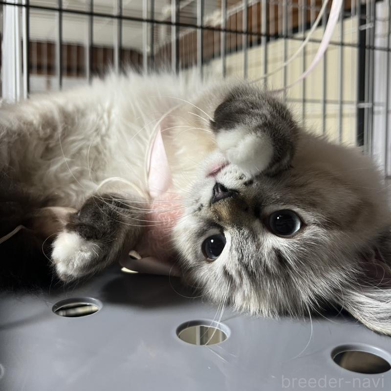 嶋田修士ブリーダーの詳細