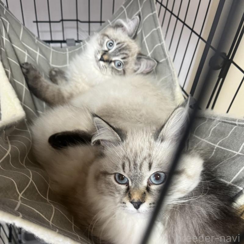 嶋田修士ブリーダーの詳細