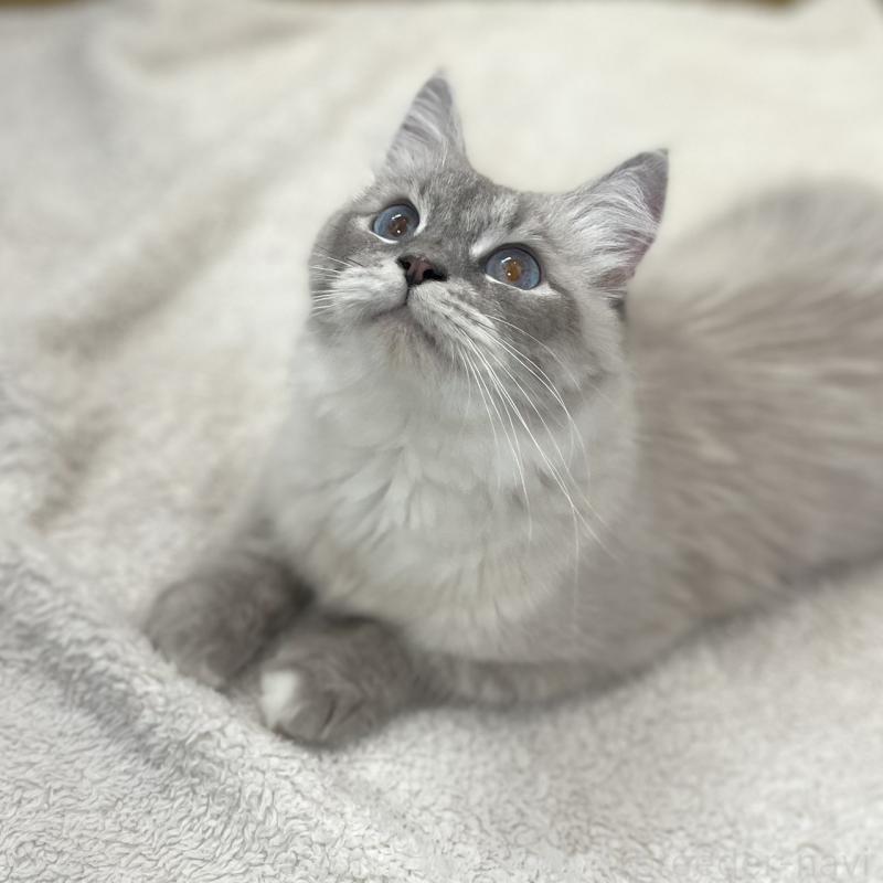 嶋田修士ブリーダーの詳細