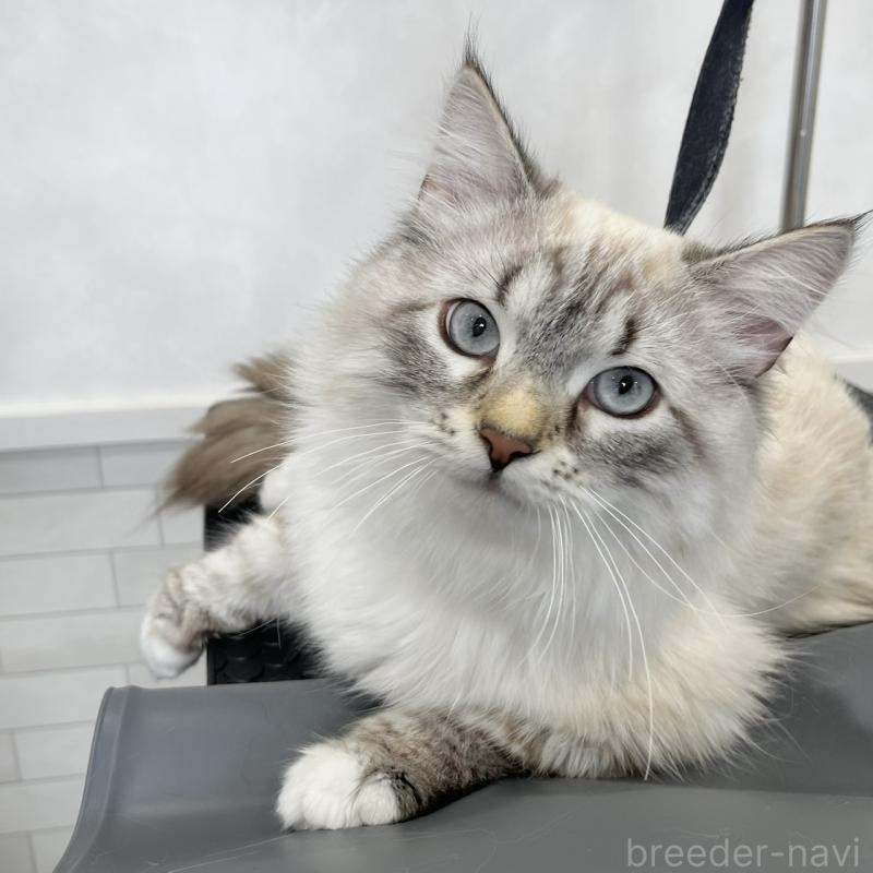 嶋田修士ブリーダーの詳細