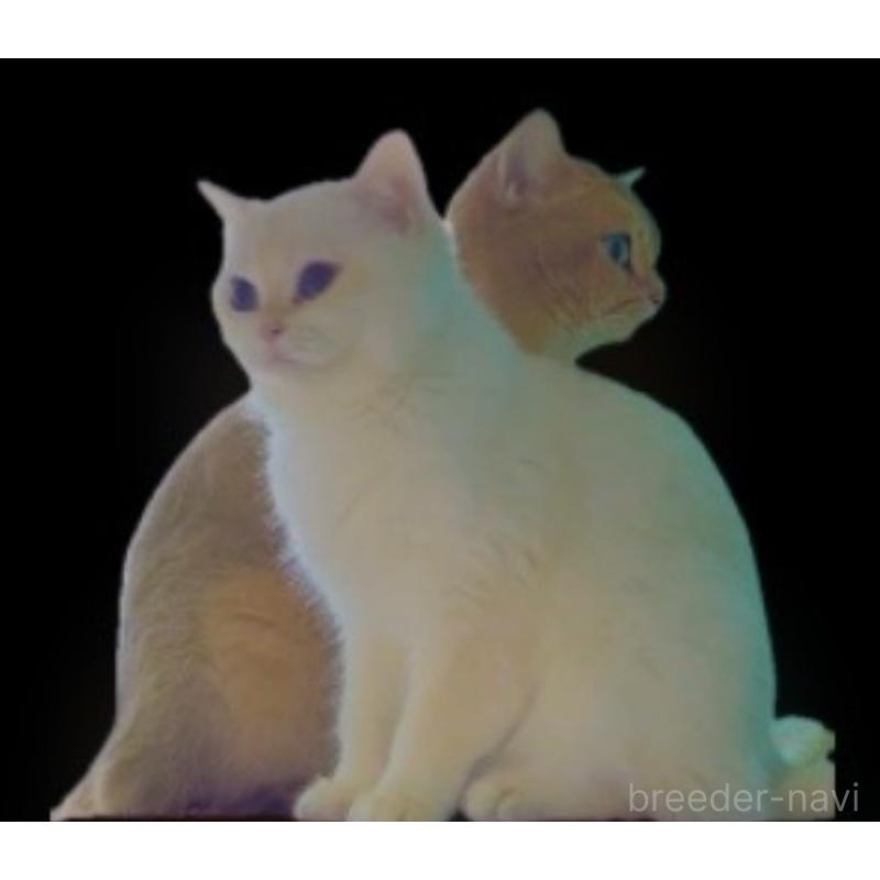 田中秀幸ブリーダーの詳細