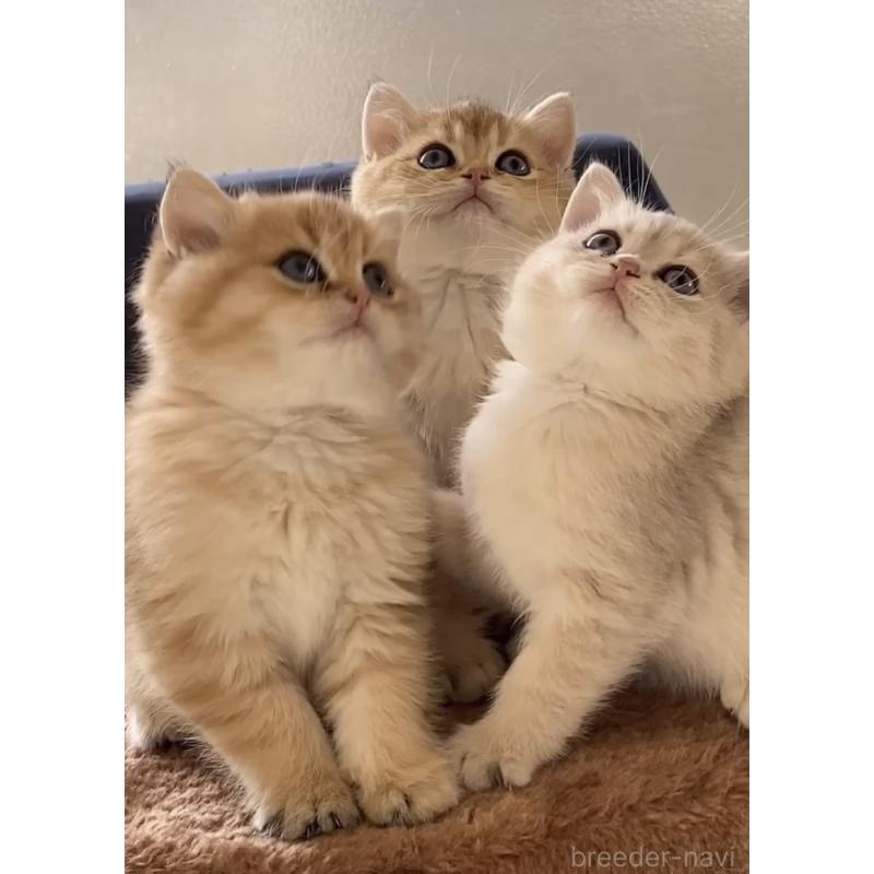 田中秀幸ブリーダーの詳細