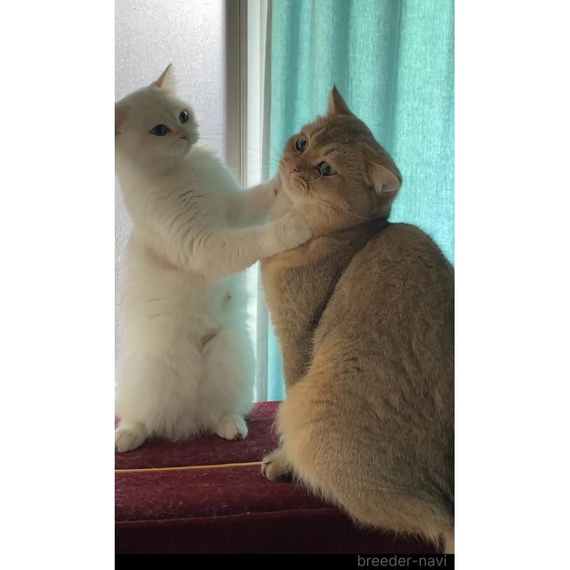 田中秀幸ブリーダーの詳細