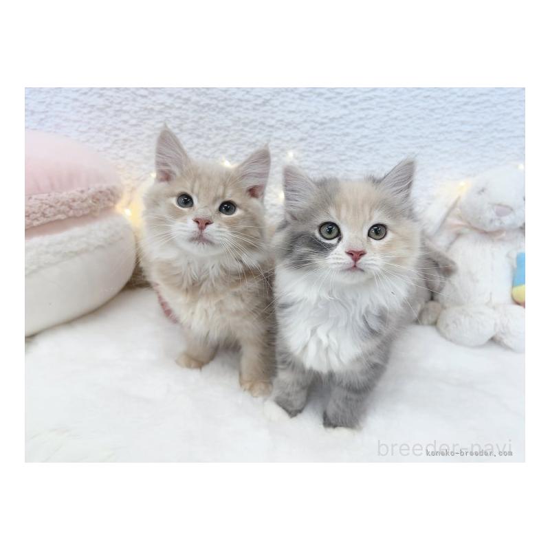 森長美海ブリーダーの詳細