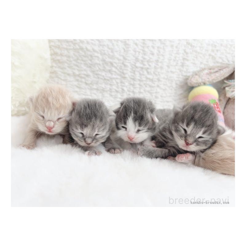 森長美海ブリーダーの詳細