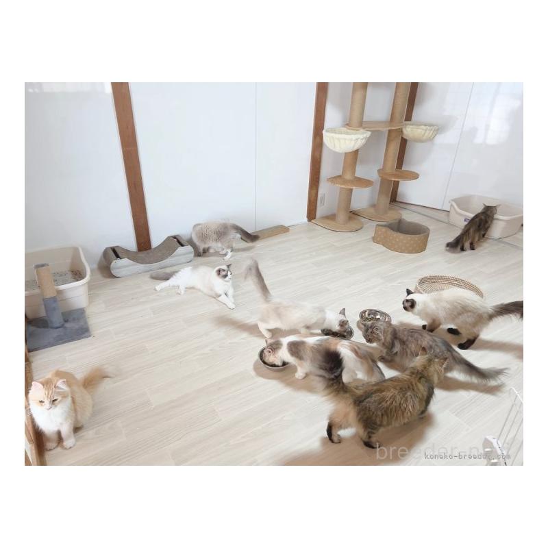 森長美海ブリーダーの詳細