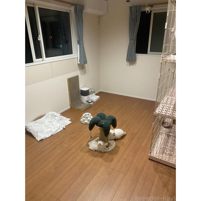 陳楚忞ブリーダーの詳細