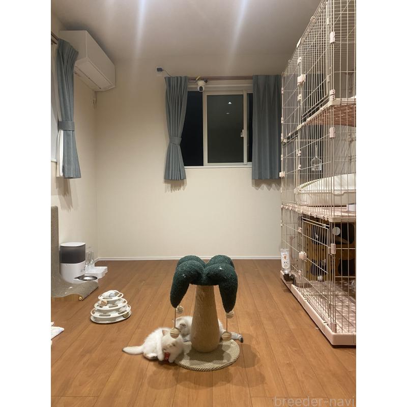 陳楚忞ブリーダーの詳細