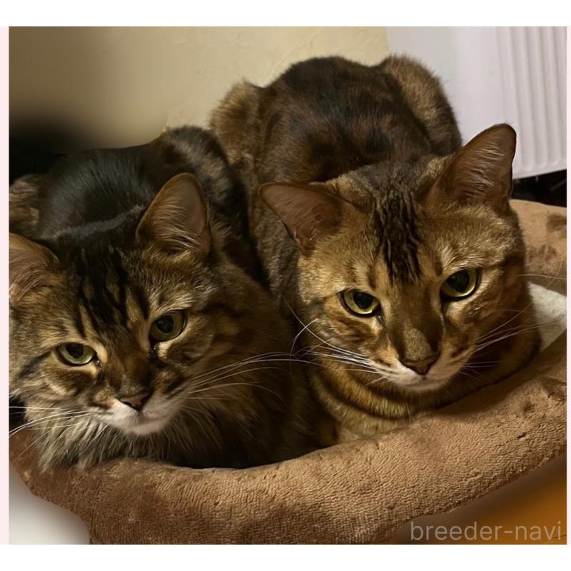 三木舞子ブリーダーの詳細