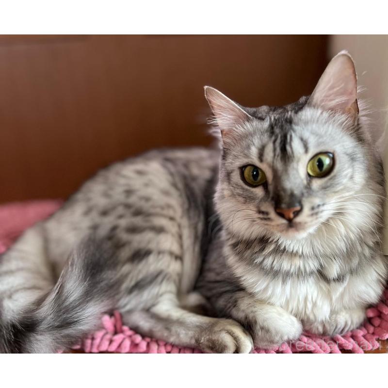 三木舞子ブリーダーの詳細