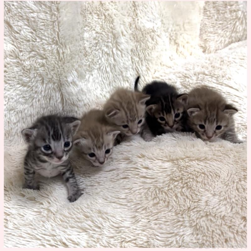 三木舞子ブリーダーの詳細