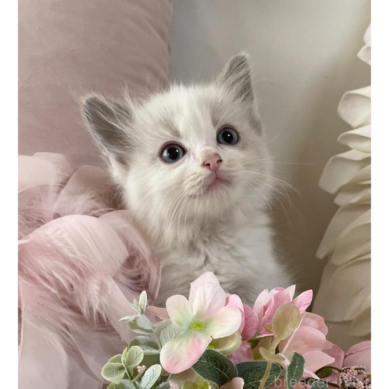 古藤順子ブリーダーの詳細