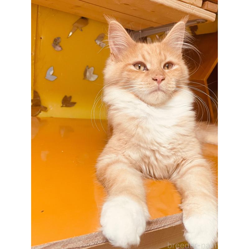 千種美智子ブリーダーの詳細の1枚目