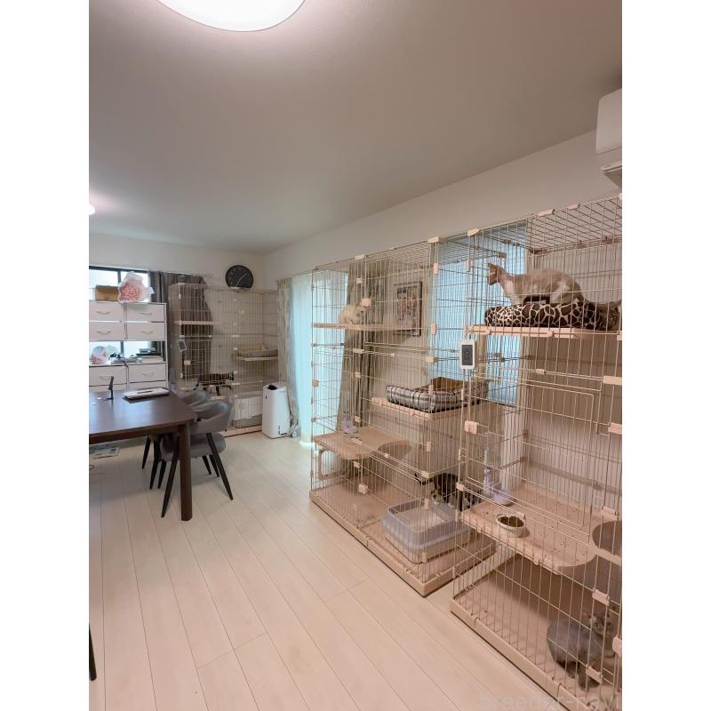 矢澤憲治ブリーダーの詳細