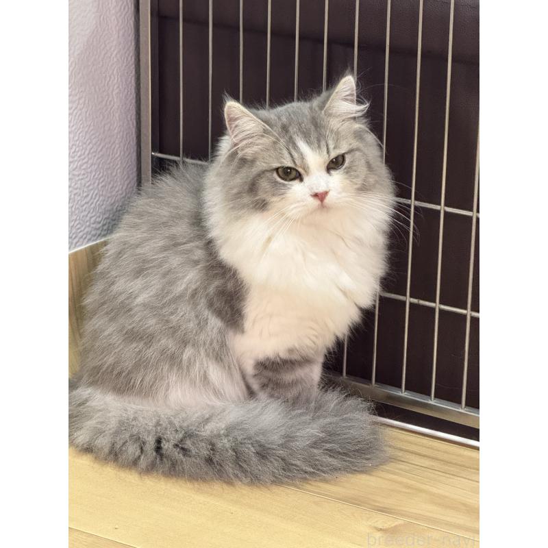 邱宇ブリーダーの詳細