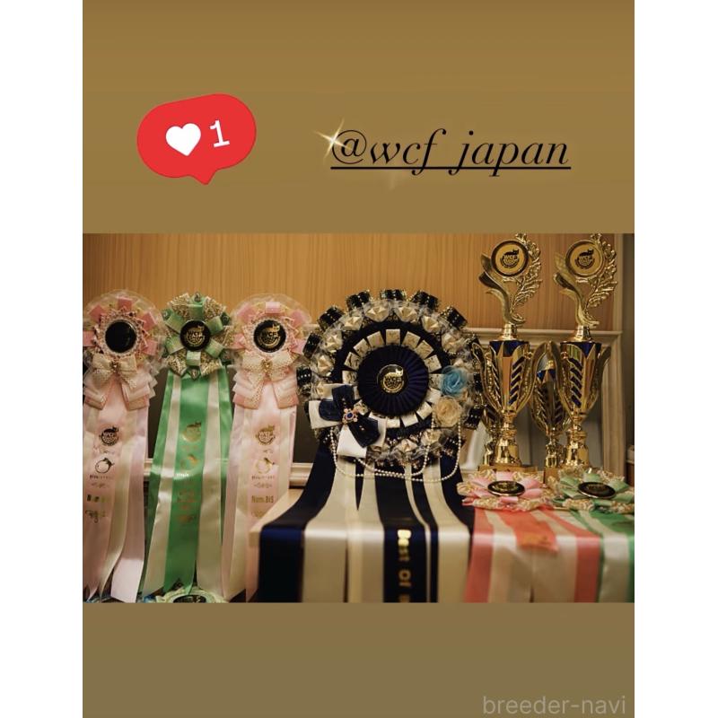 成澤美咲ブリーダーの詳細