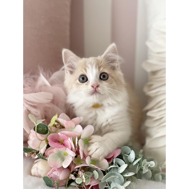 古藤順子ブリーダーの詳細