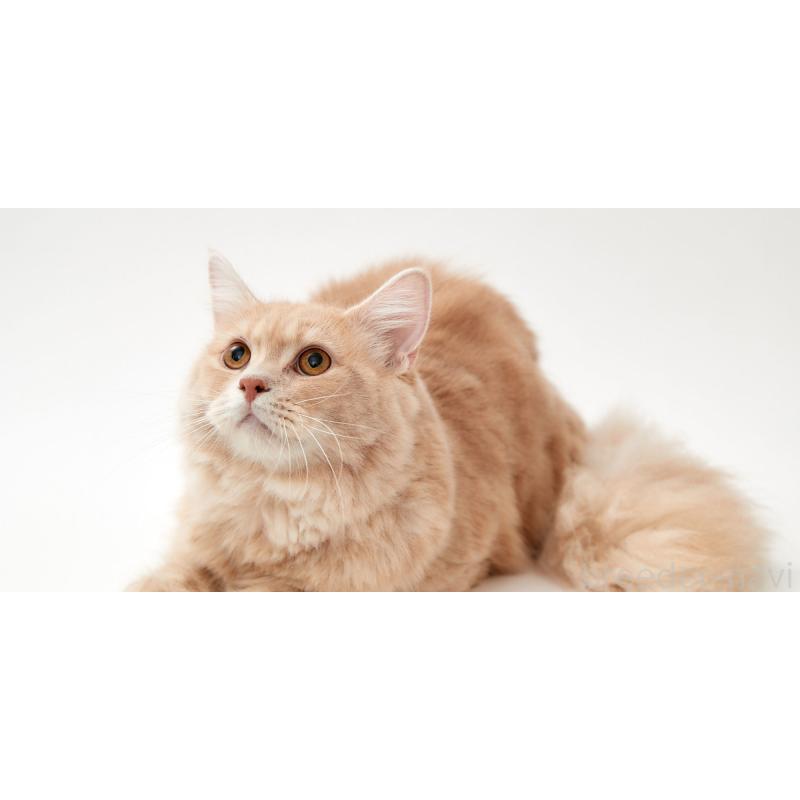 古藤順子ブリーダーの詳細